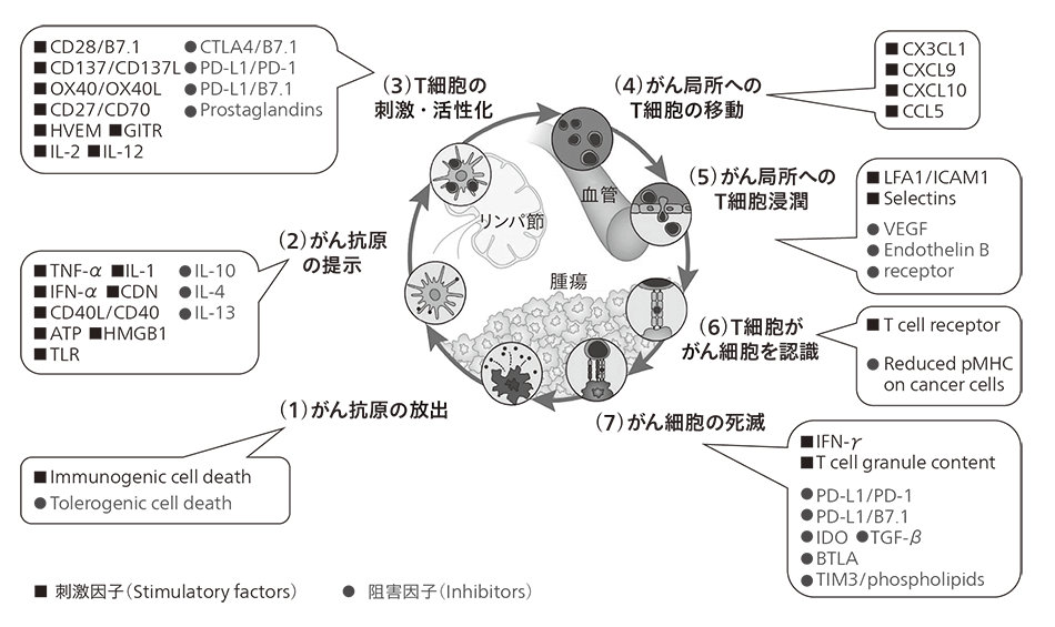 図1｜がん免疫サイクルのイメージ図