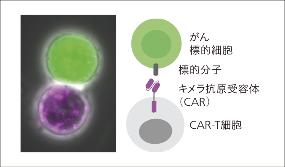 ［05］ヒトCAR-T細胞による標的細胞の認識の様子